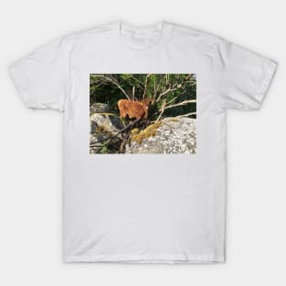 Scottish Highland Cattle Calf 1784 T-Shirt